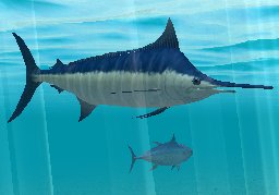 Atlantic Blue Marlin, click to download
