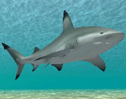 Blacktip Shark, click to download