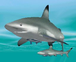 Blacktip Shark with Sharksucker, click to download