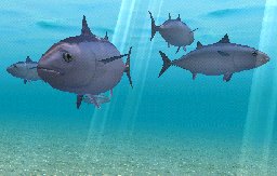 Bluefin Tuna, click to download