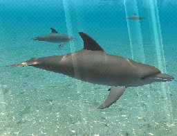 Bottlenose Dolphin, click to download