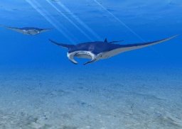 Devil Ray, click to download