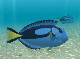 Flag Tail Surgeonfish, click to download