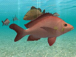 Humpback Red Snapper, click to download