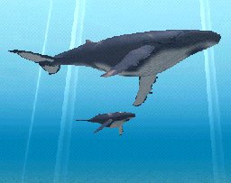 Humpback Whale Baby, click to download