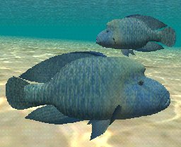 Humphead Wrasse, click to download