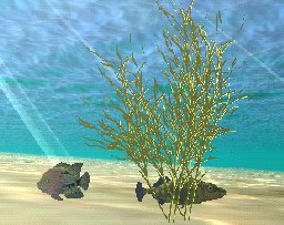 Hygrophila Plant, click to download