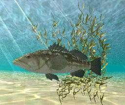 Kelp Plant, click to download