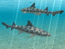 Leopard Shark, click to download