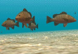 Mangrove Red Snapper, click to download