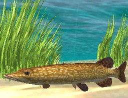 Northern Pike, click to download
