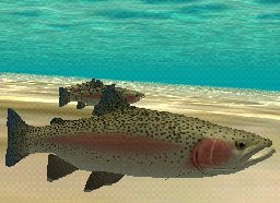 Rainbow Trout, click to download