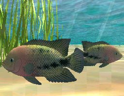 Redhead Cichlid, click to download