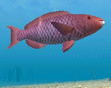 Red Parrotfish, click to download