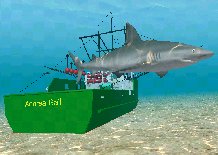 Sandbar Shark, click to download