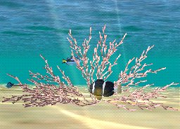 Staghorn Coral-Rose, click to download