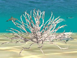 Staghorn Coral, click to download