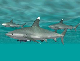Whitetip Shark with Sharksucker, click to download