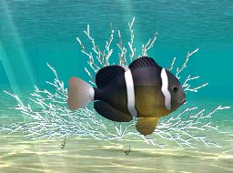 Yellowtail Clownfish, click to download