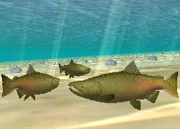 Chinook Salmon, click to download