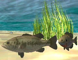 Largemouth Bass, click to download