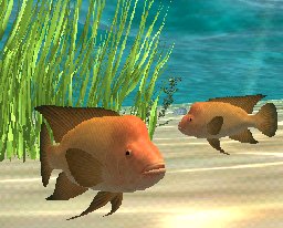 Midas Cichlid, click to download